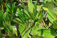 Bruguiera parviflora